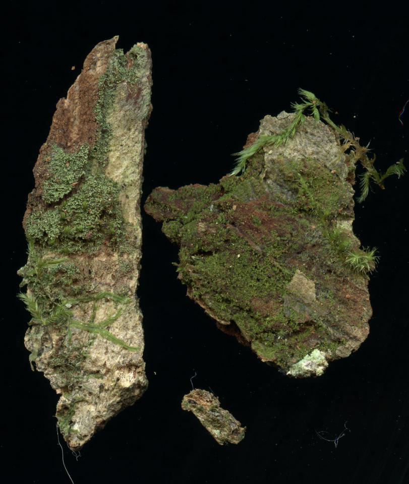 Agonimia octospora & Agonimia flabelliformis