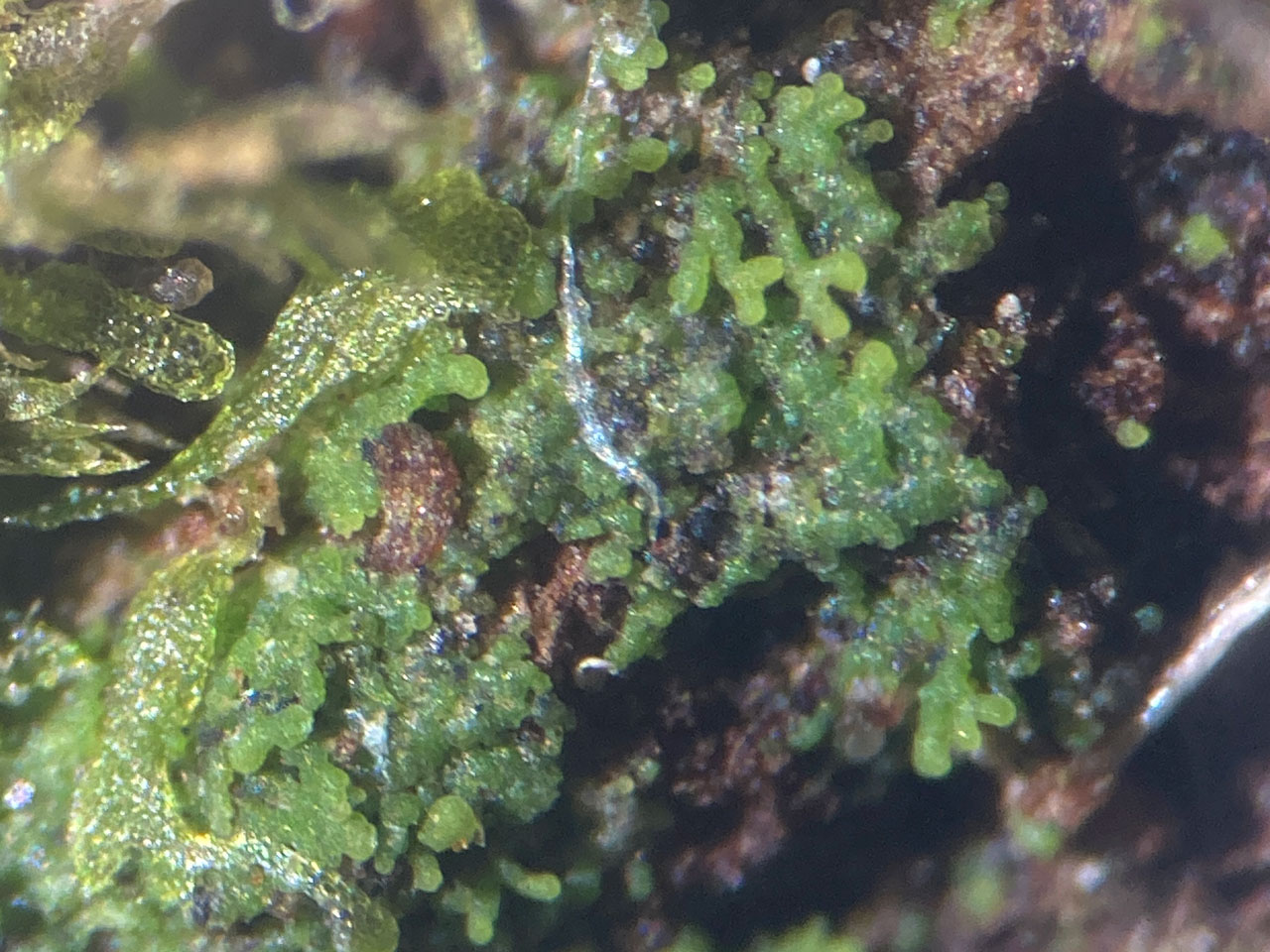 Agonimia octospora, young thallus, Ashurst Wood, New Forest