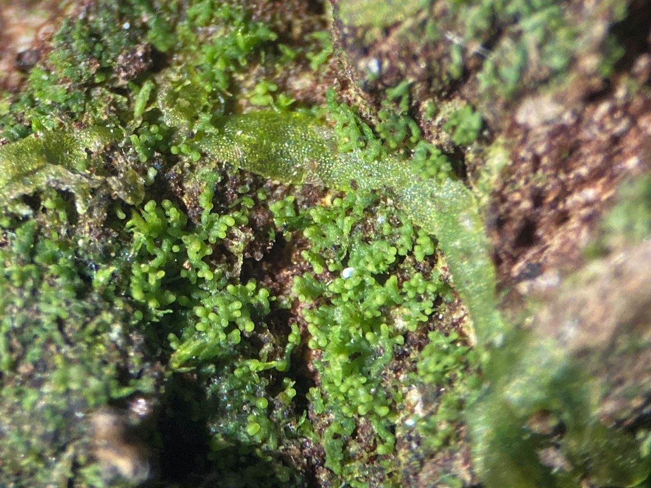 Agonimia octospora, wet, Ashurst Wood, New Forest