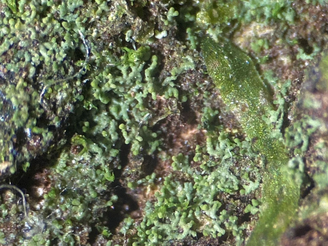 Agonimia octospora, dry, Ashurst Wood, New Forest