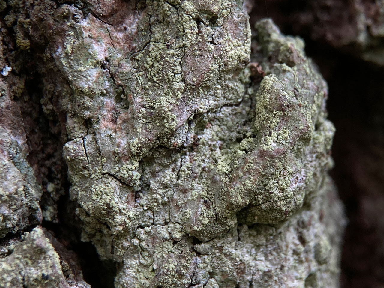 Aquacidia viridifarinosa, Oak, Whitley Wood, New Forest