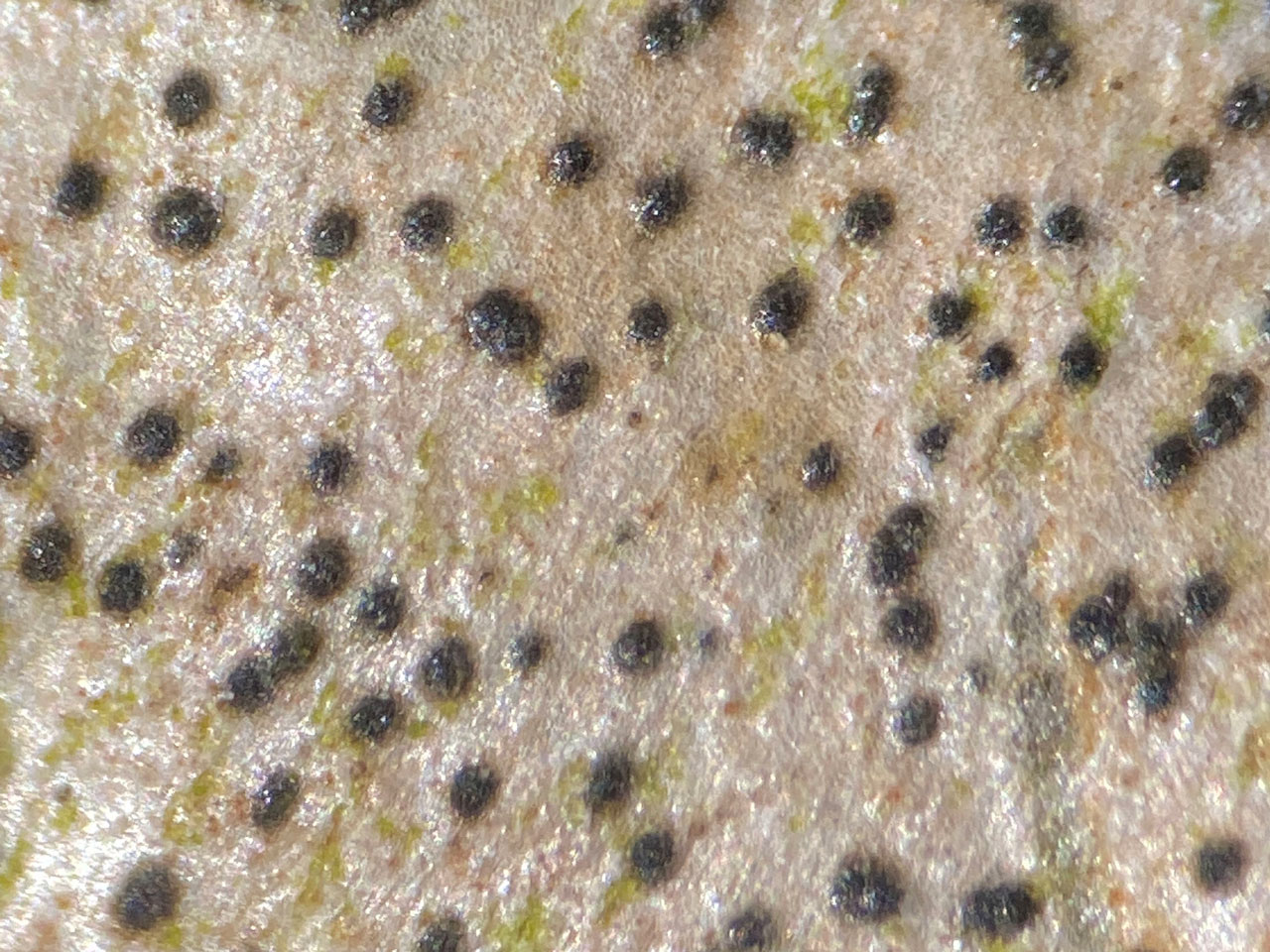 Arthopyrenia nitescens, Ceunant Llennyrch, Meirionnydd