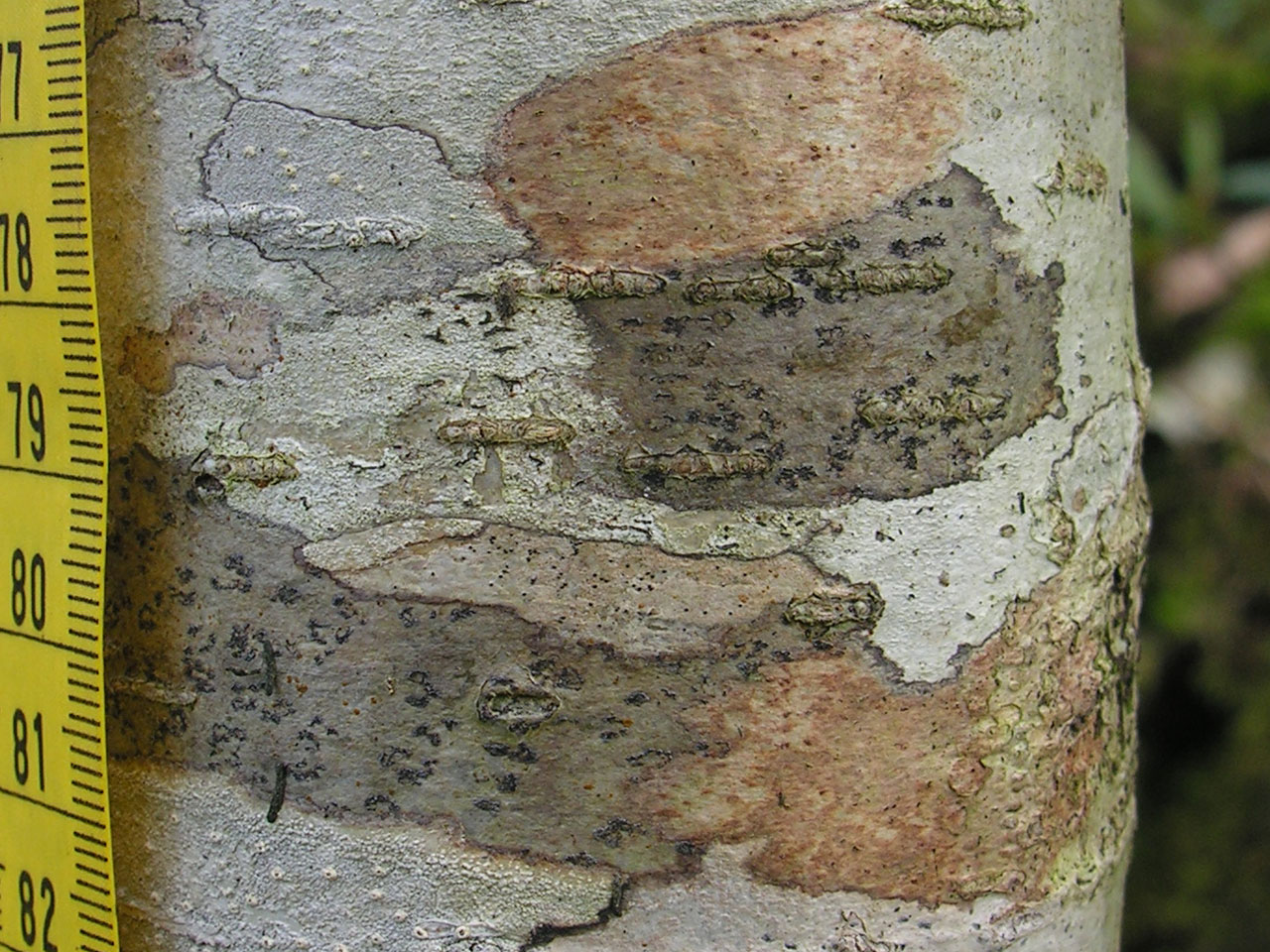 Arthothelium ruanum (dark thallus), Hazel, Ceunant Llennyrch, Meirionnydd