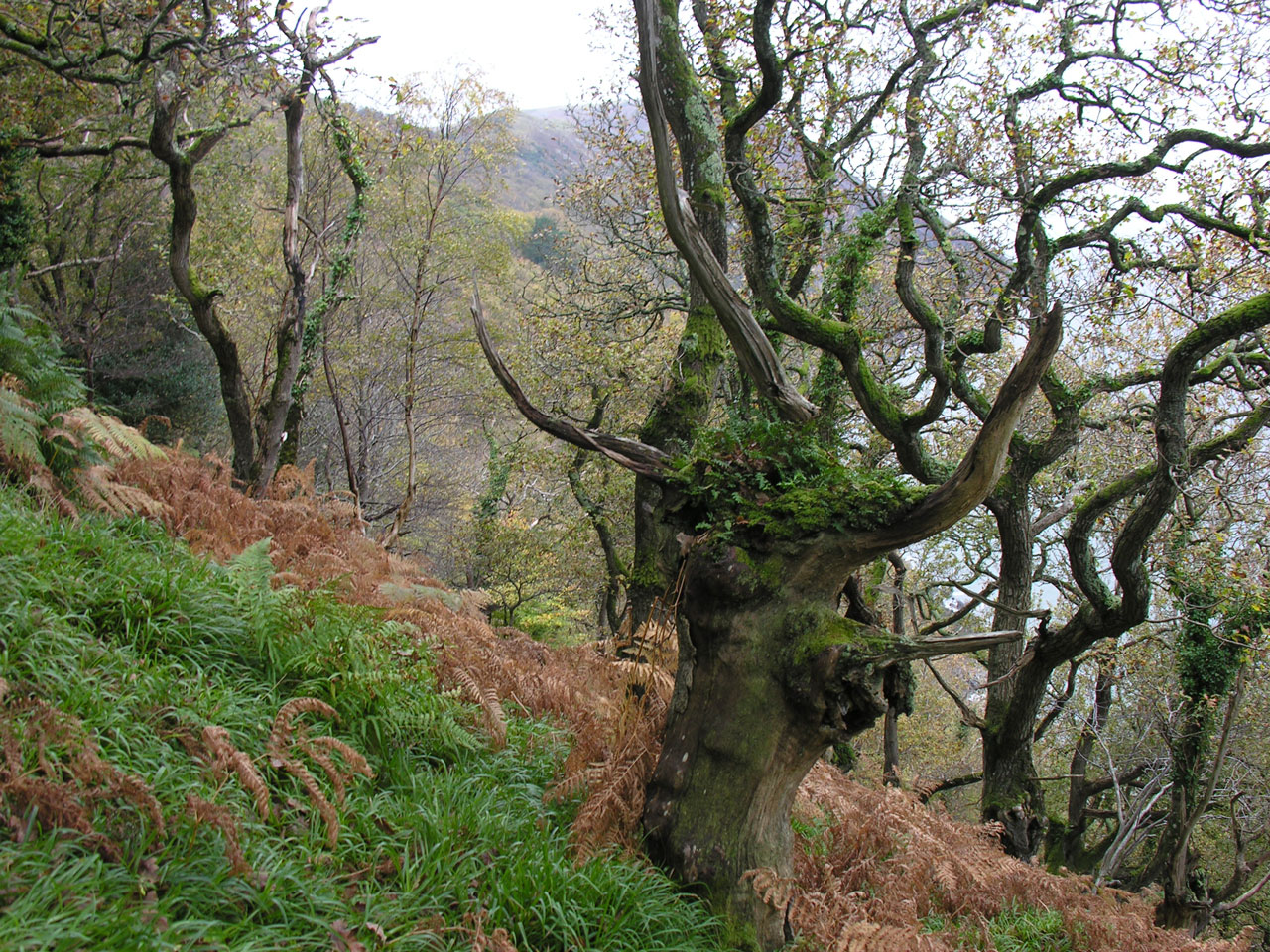 Bacidia subturgidula, habitat on Oak lignum, Doctors Wood, Exmoor
