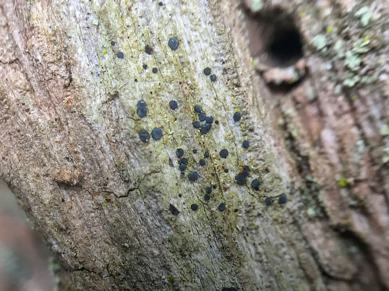Bacidia subturgidula, Oak lignum, Hisley Wood, Bovey Valley, Devon