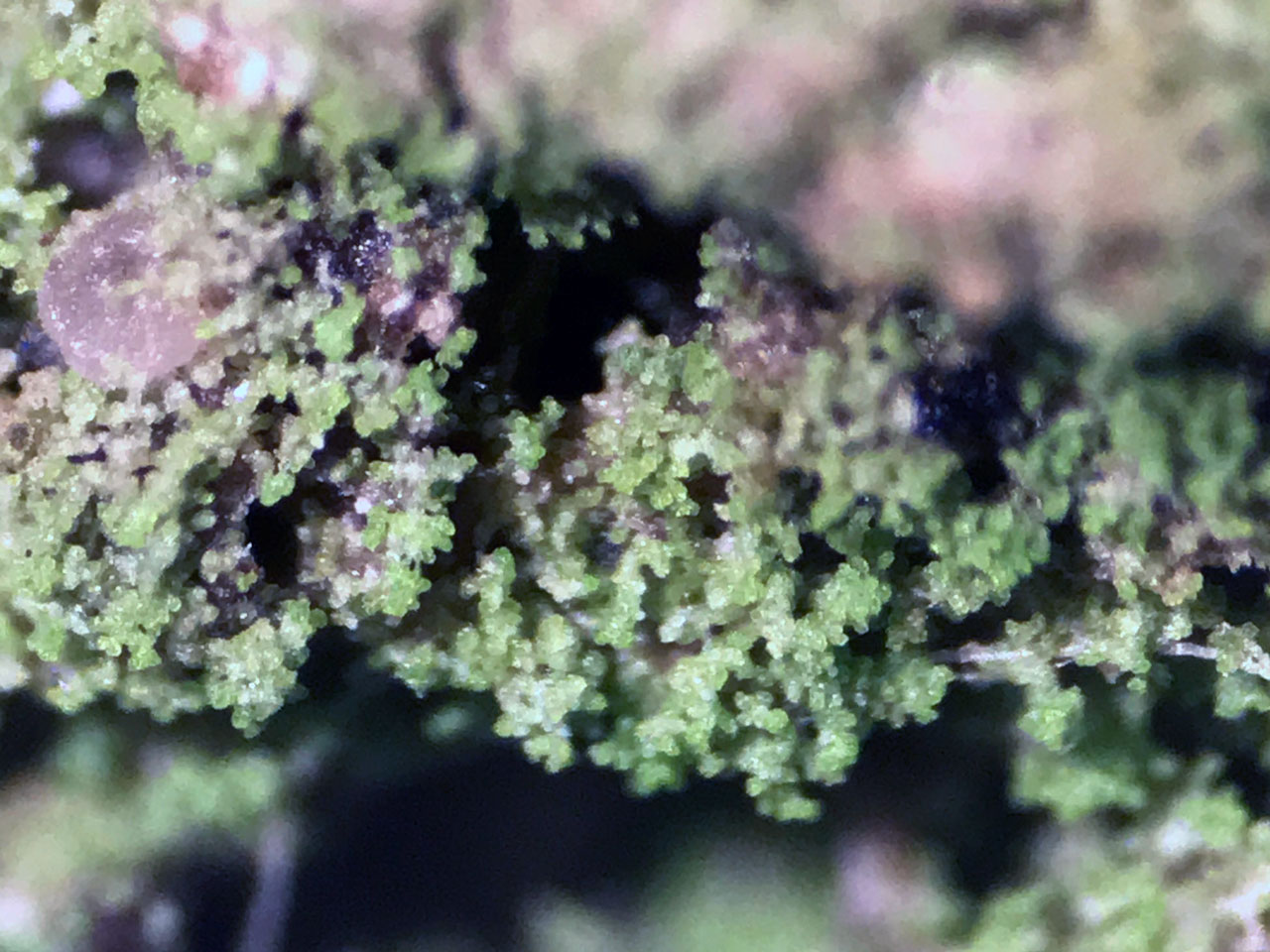 Bacidina celtica (Bacidina squamellosa), Sallow, Sticknage Wood, New Forest