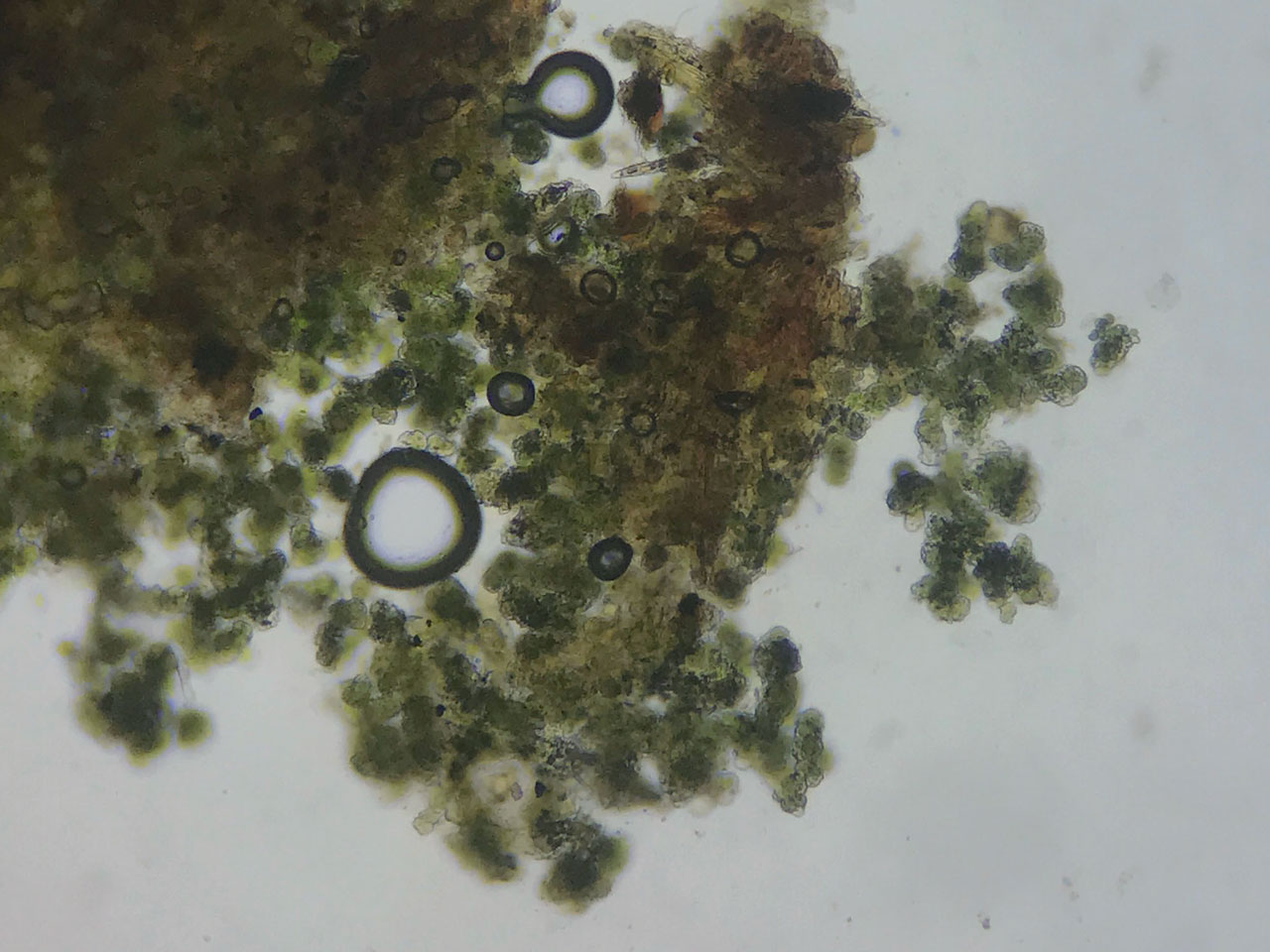 Bacidina celtica (Bacidina squamellosa), isidia, Sallow, Sticknage Wood, New Forest