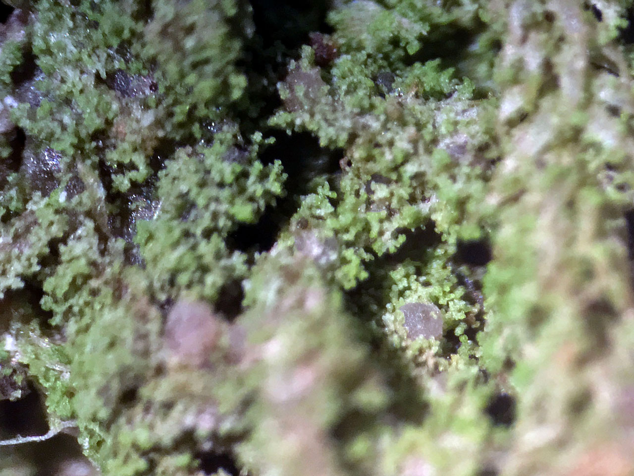 Bacidina celtica (Bacidina squamellosa), pycnidia, Sallow, Sticknage Wood, New Forest