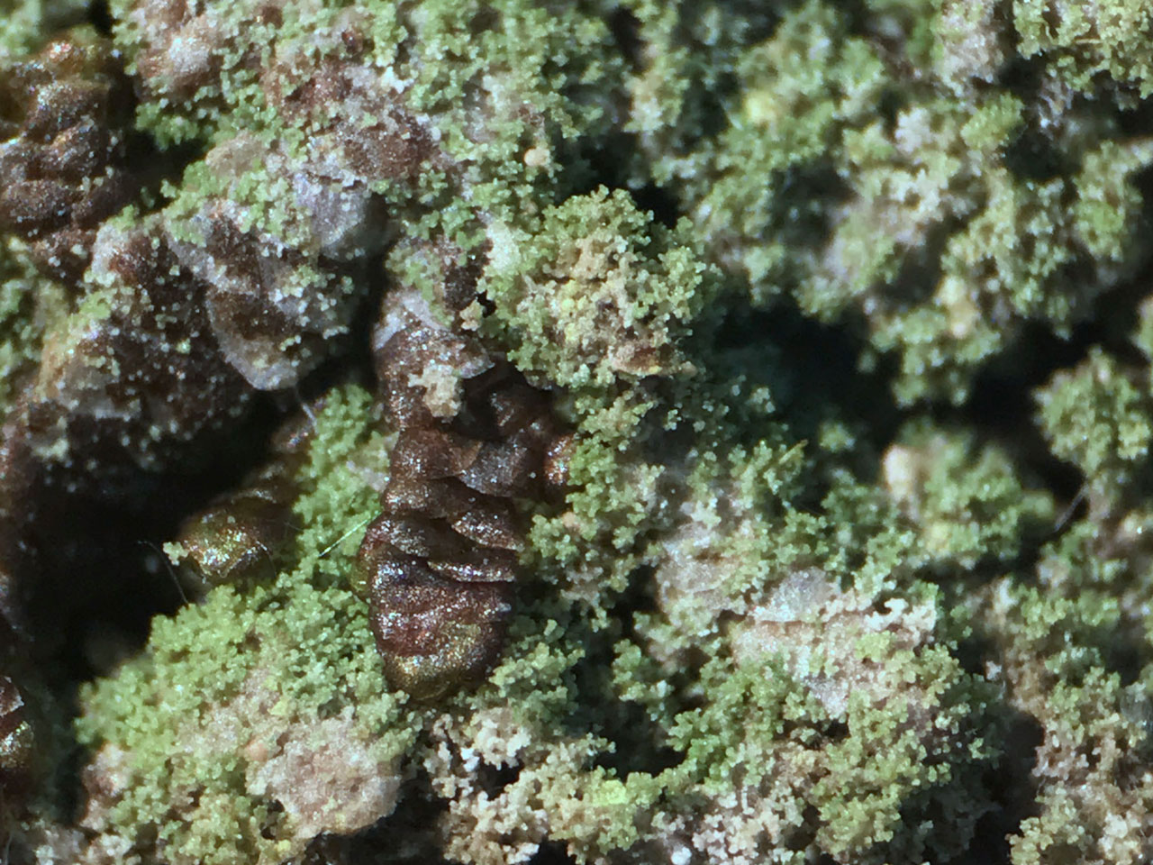 Bacidina celtica (Bacidina squamellosa), Oak, Cwm Coel, Elan Valley, Radnor