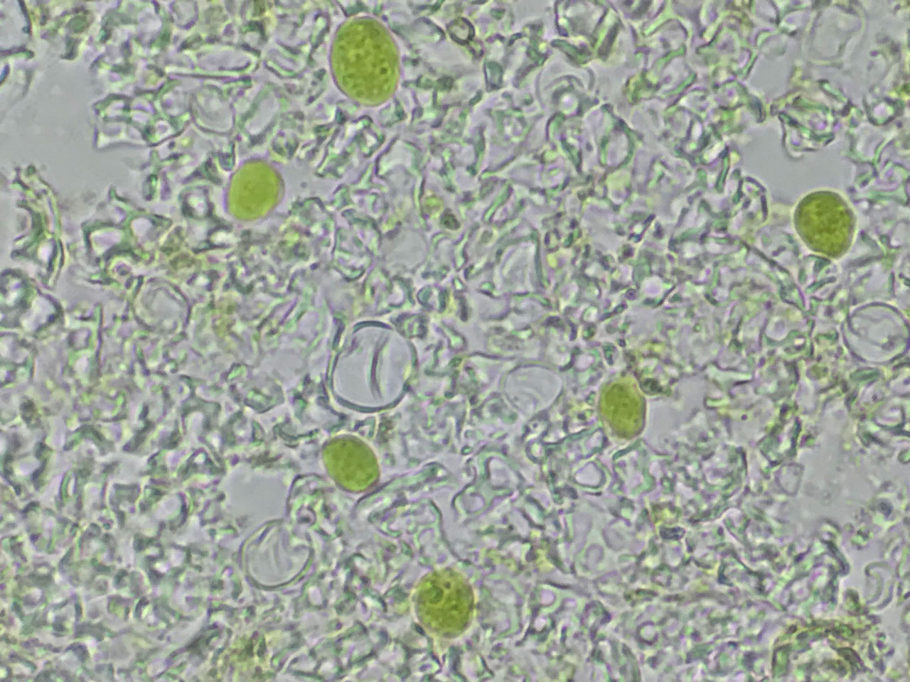 Bacidina celtica (Bacidina squamellosa), algae, Oak, Cwm Coel, Elan Valley, Radnor