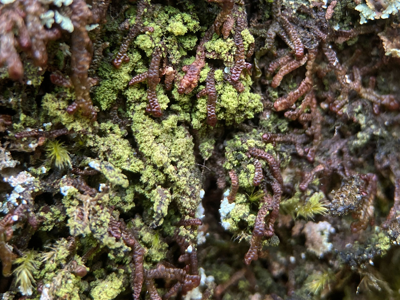 Bacidina celtica (Bacidina squamellosa), Oak, Rufus Stone, New Forest