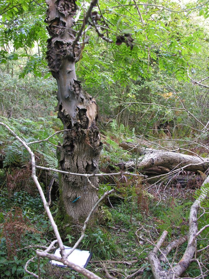 Bellicidia incompta, habitat, Ash, Roydon Woods