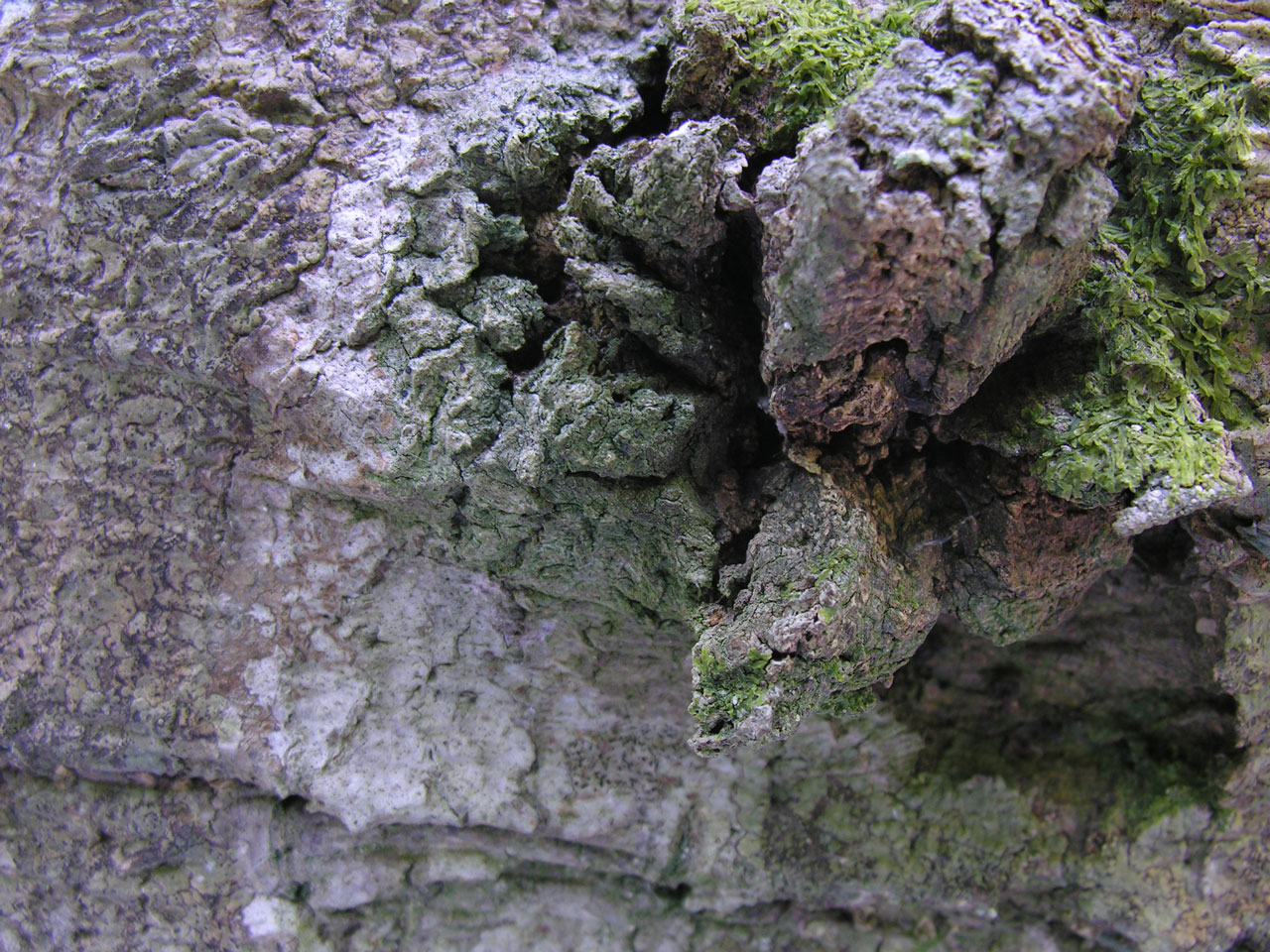 Bellicidia incompta, habitat, Franchises Wood, Wiltshire