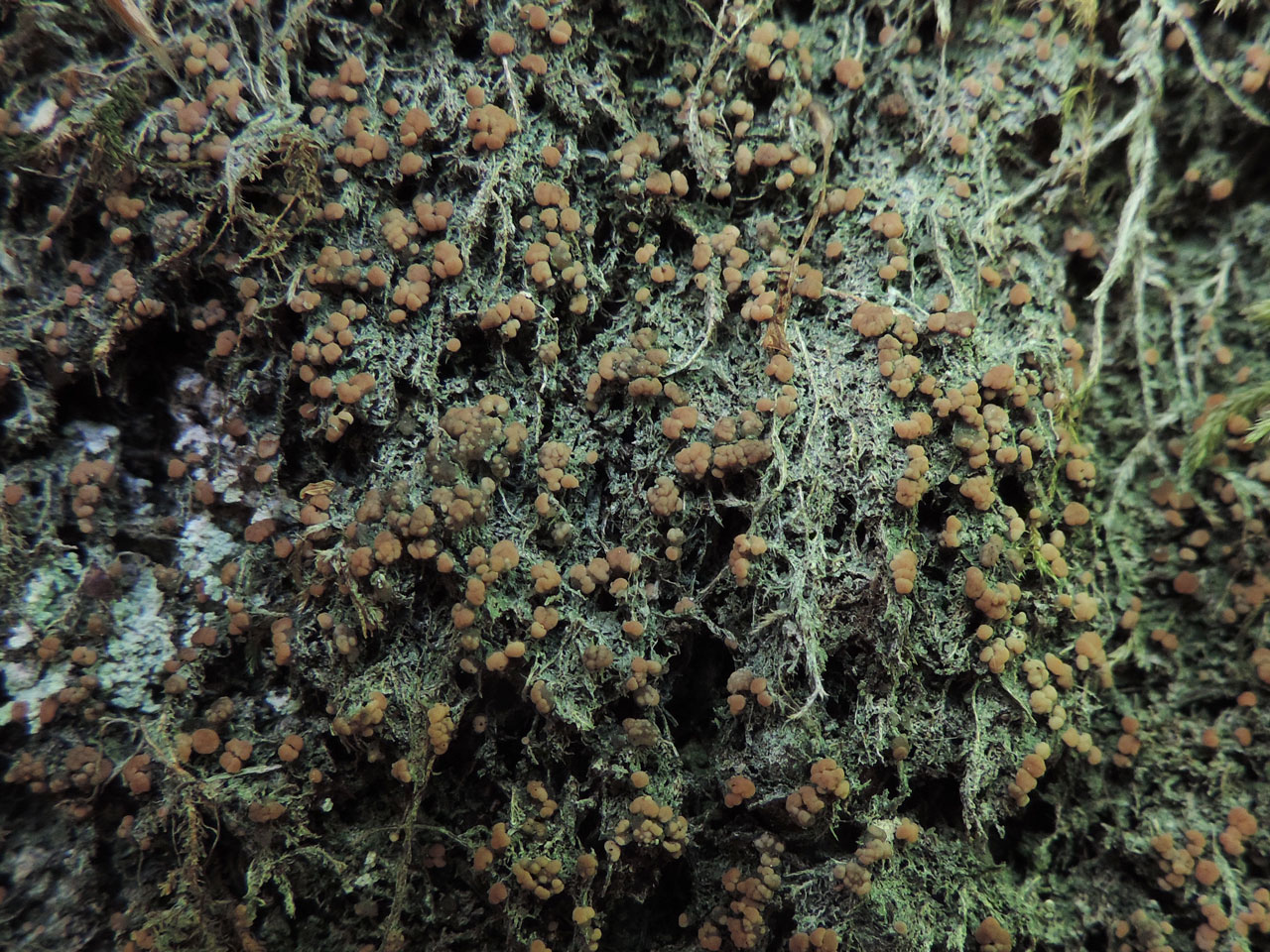 Biatora vernalis, Beech, Velyka Ugolka, Uholsko, Carpathians, Ukraine