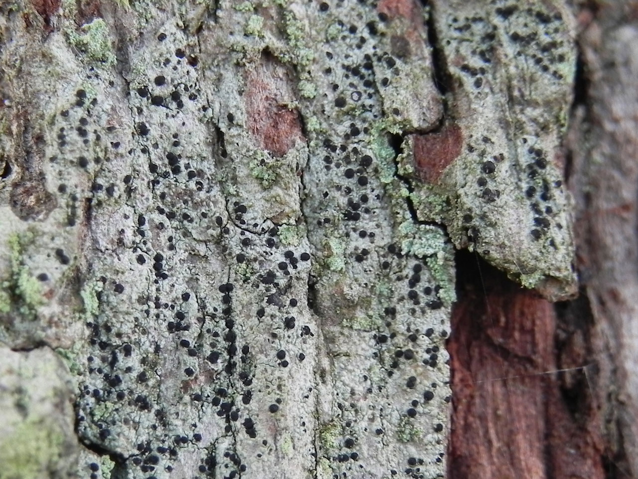 Buellia hyperbolica, Oak, Bartley Green, New Forest