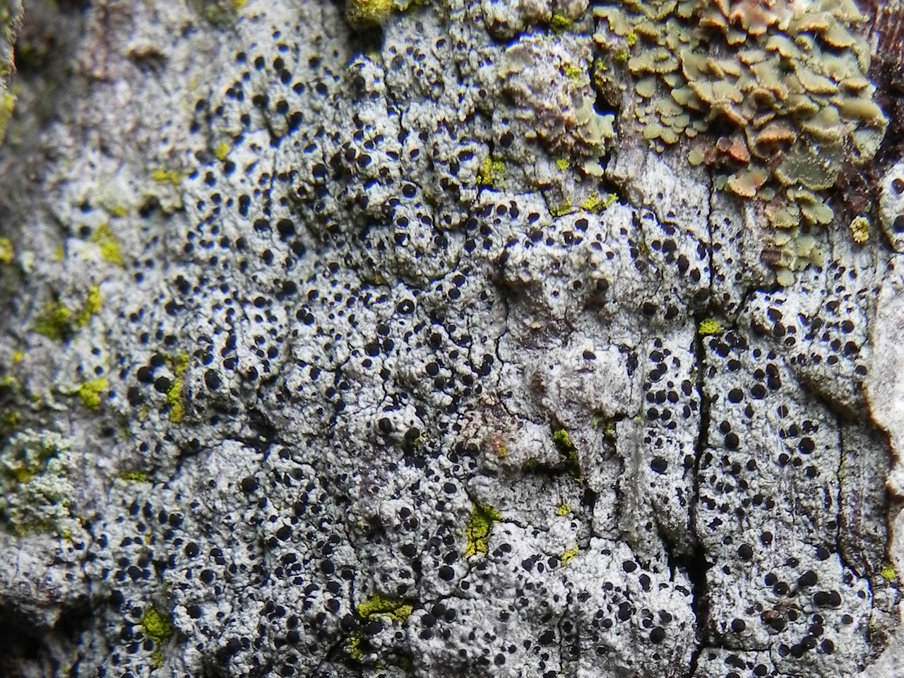 Buellia hyperbolica, Oak, Ashurst Wood, New Forest