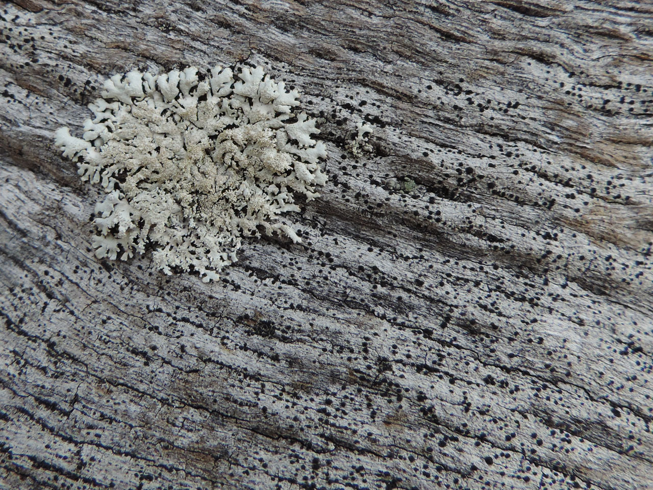 Buellia hyperbolica & Imshaugia aleurites, fallen Oak, Nannau, Meirionnydd