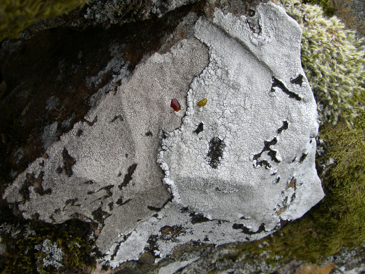Lepra corallina, Pertusaria pseudocorallina, Loch Ericht
