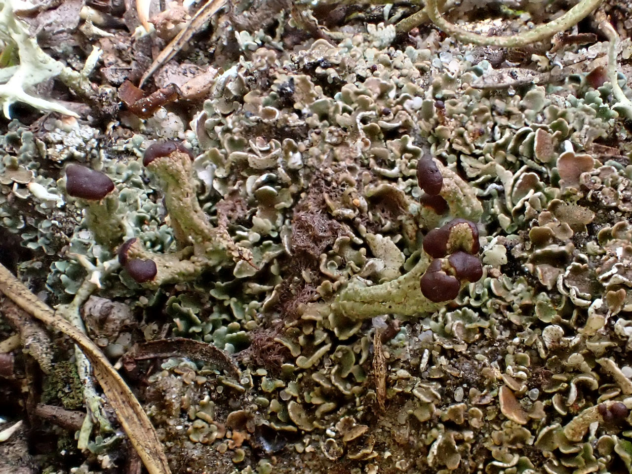 Cladonia brevis, fertile, Pinnow, Brandenburg, Germany