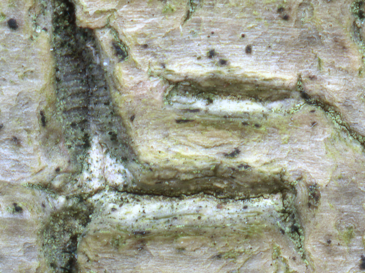 Calicium diploellum, Rushpole Wood, New Forest