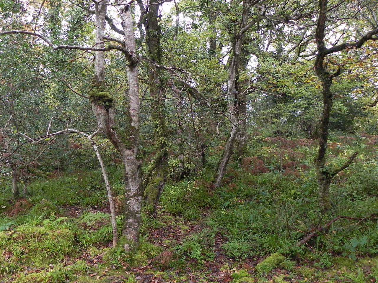Calicium diploellum, habitat, Blackloon Wood, Co. Mayo