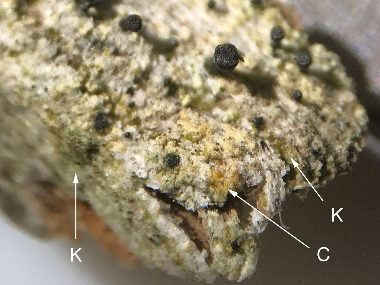 Calicium hyperelloides, Lanhydrock, Cornwall
