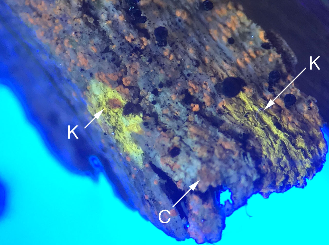 Calicium hyperelloides, Lanhydrock, Cornwall, UV