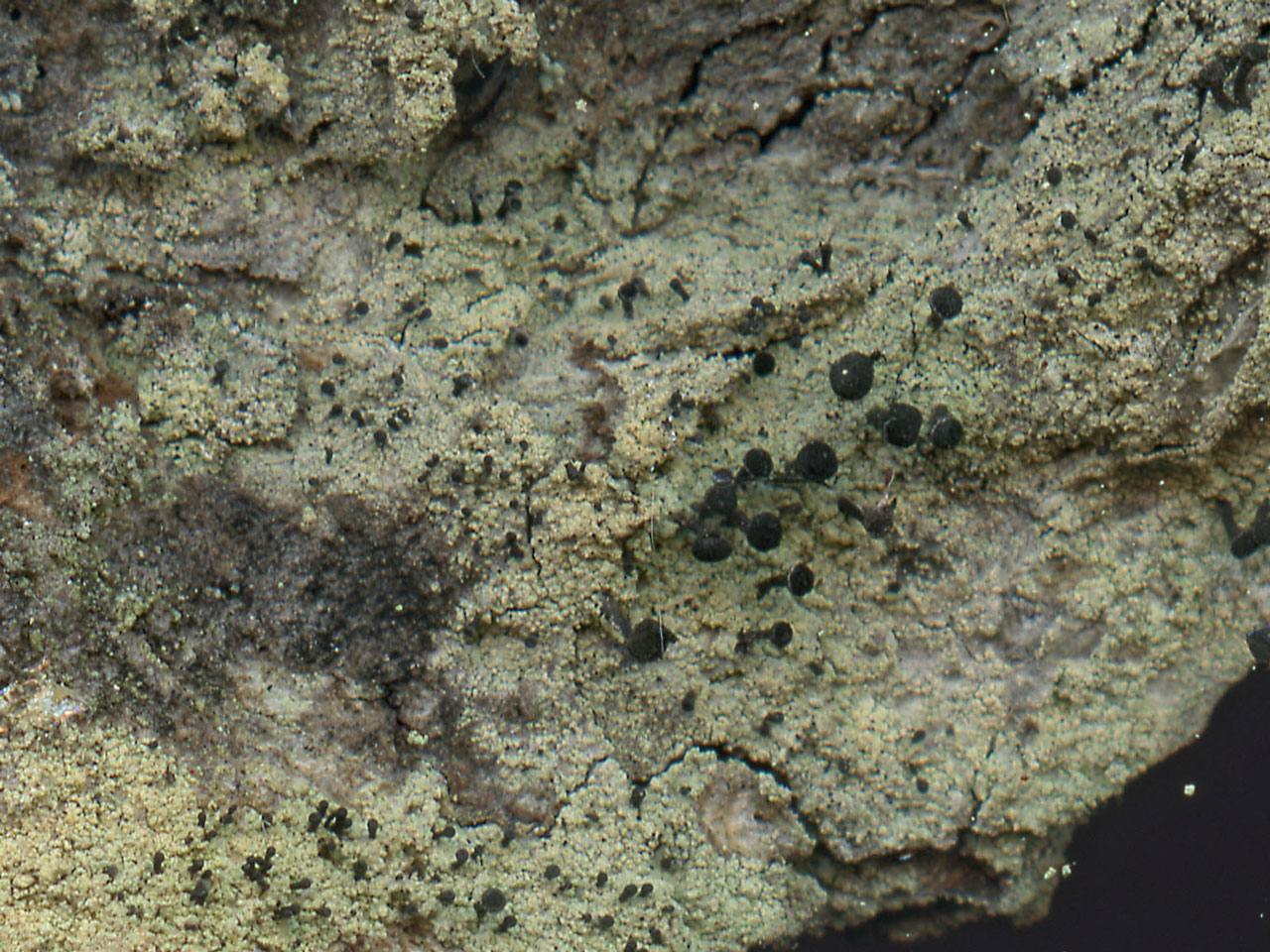 Calicium lenticulare, Elan Valley, Brecon