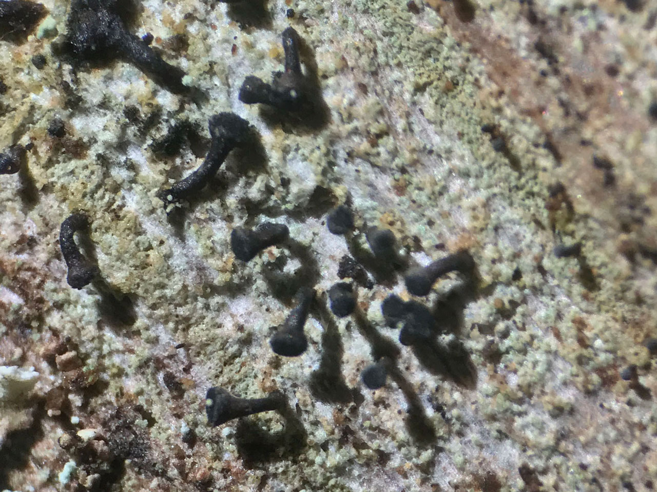 Calicium lenticulare, Coed y Rhygen, Meirionnydd