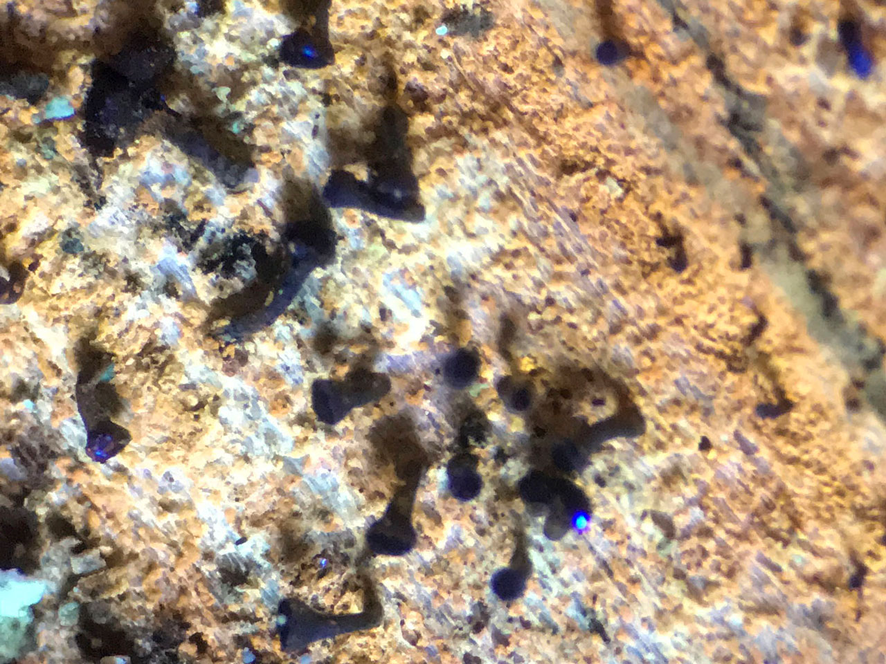 Calicium lenticulare, Coed y Rhygen, Meirionnydd, UV