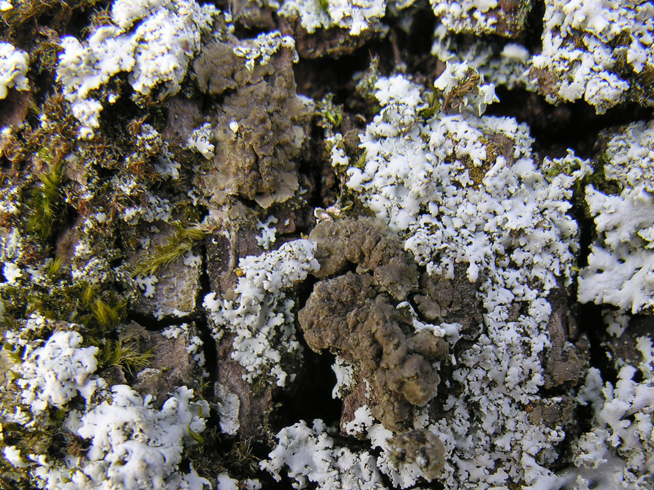 Catapyrenium psoromoides, with Physcia tribacia, Oak, Melbury Park, Dorset