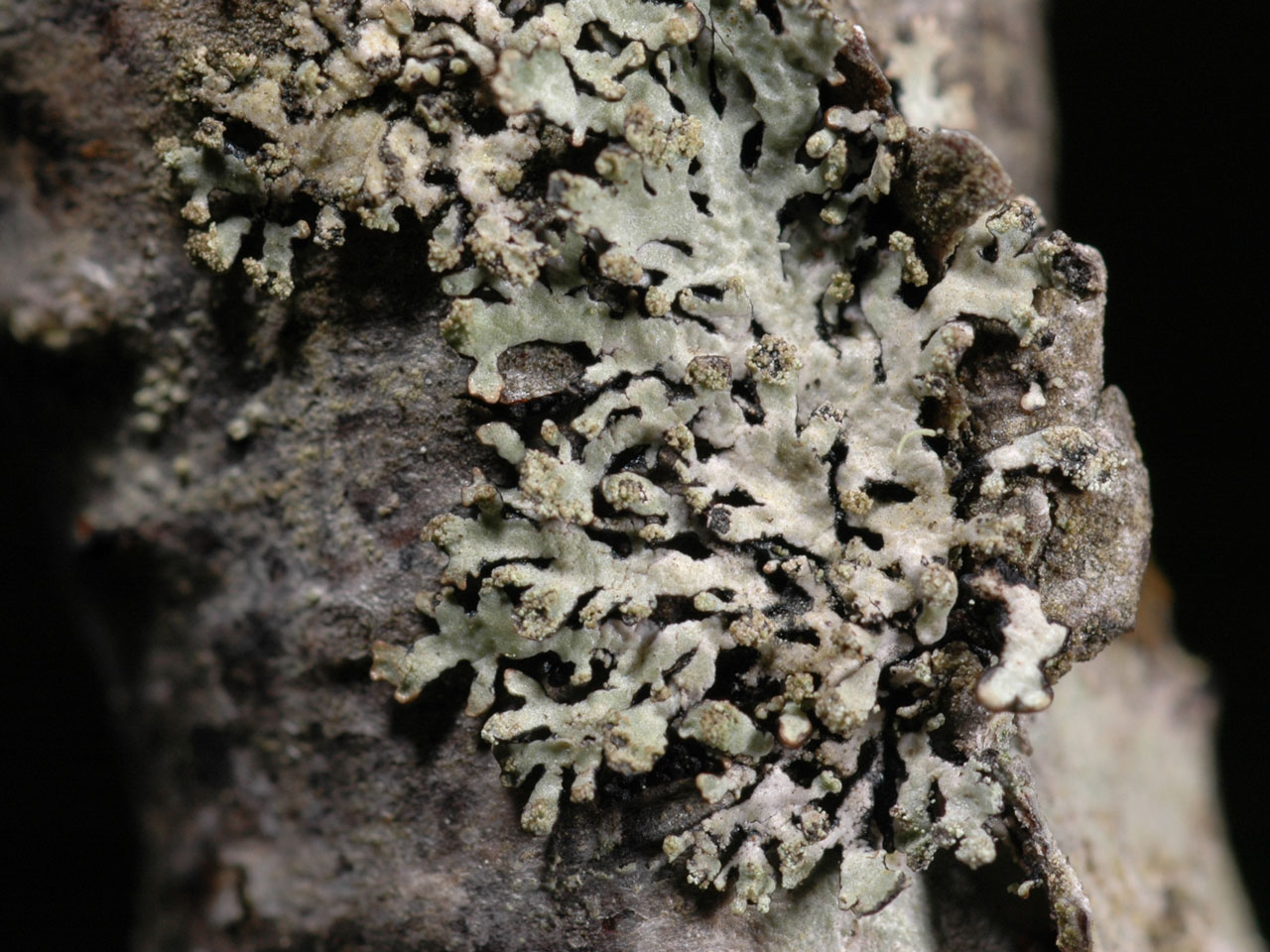 Hypogymnia hultenii, on Birch, Raasay, Scotland