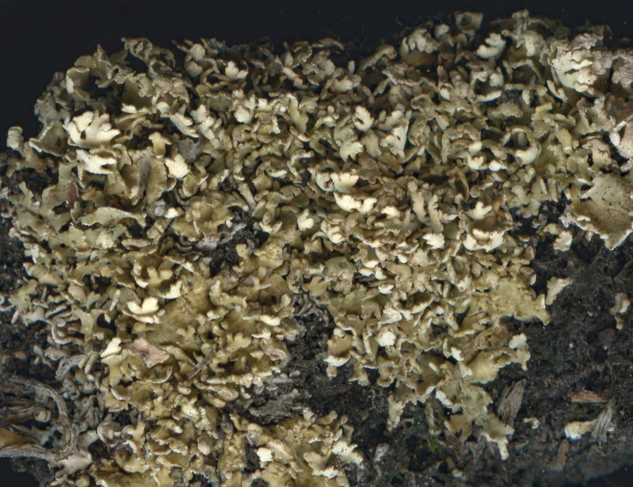 Cladonia foliacea m. angustiloba, Clogher Head, Dingle, Co. Kerry