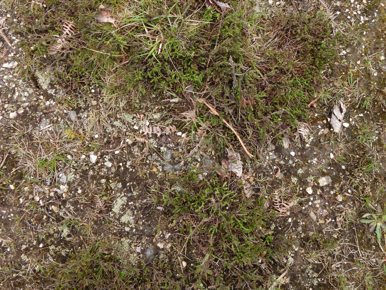 Cladonia brevis, habitat, Fritham Plain, New Forest