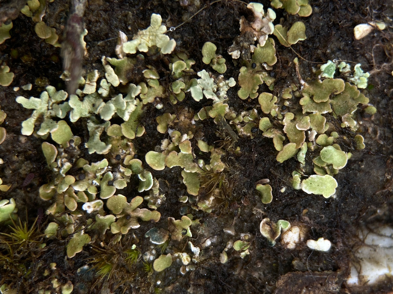 Cladonia brevis, Fritham Plain, New Forest