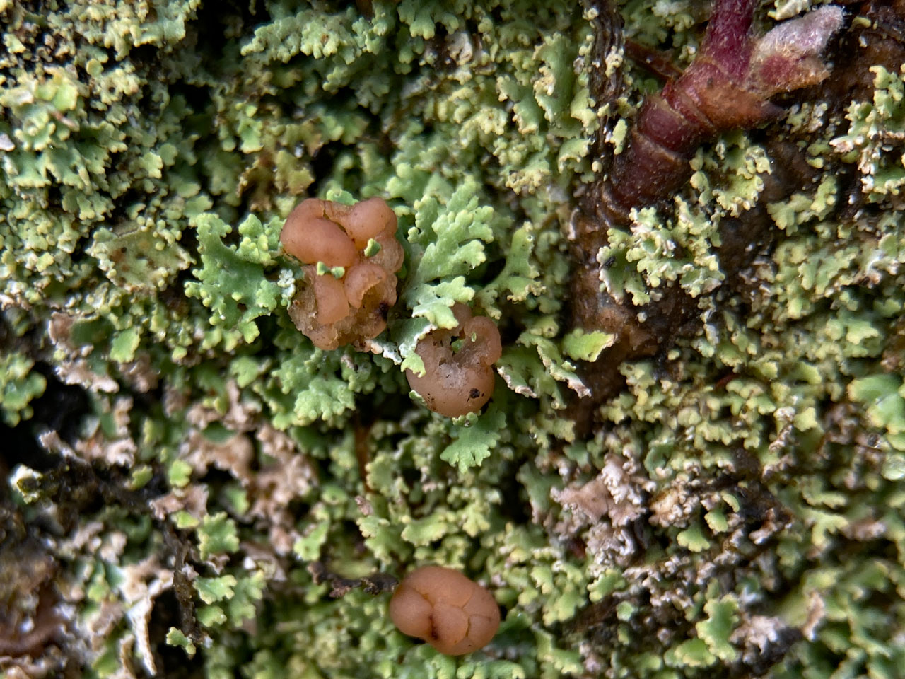 Cladonia caespiticia, Matley Ridge, New Forest