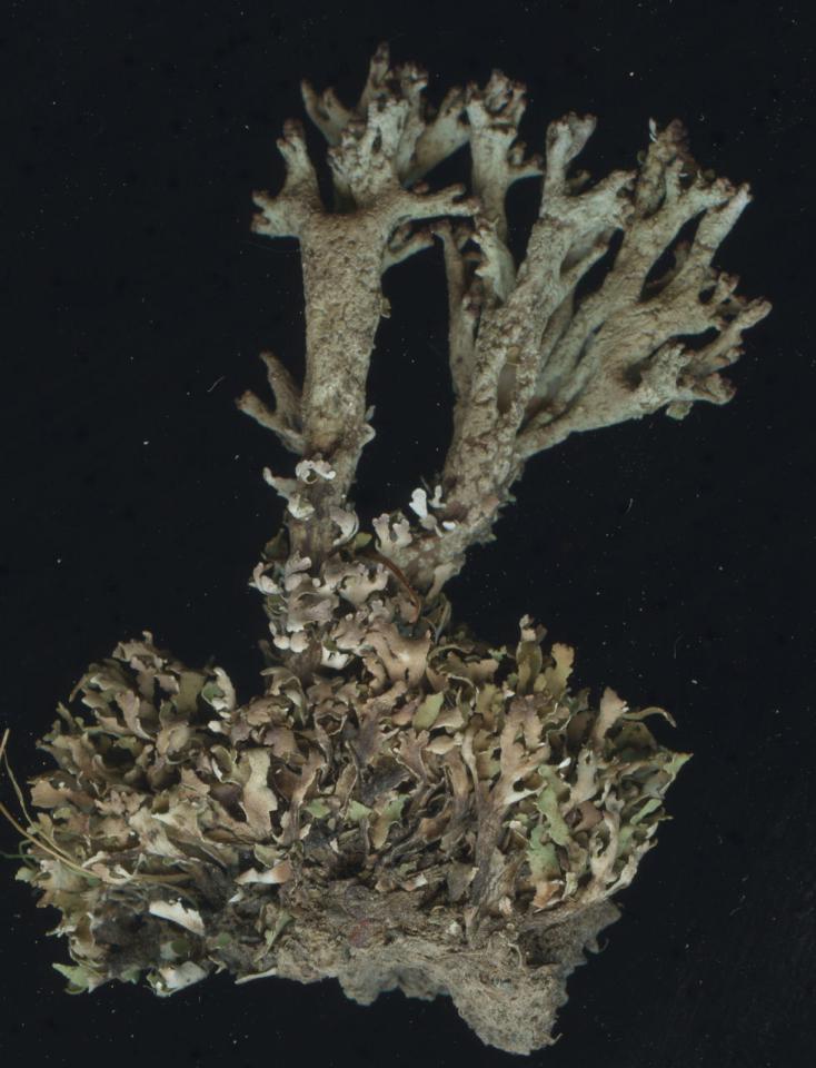 Cladonia crispata var. crispata, forestry track, Brechfa Forest