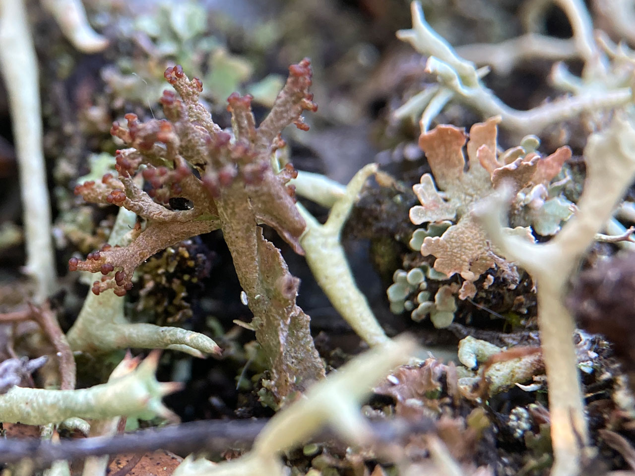 Cladonia crispata var. crispata, gravel pit, heathland, Fritham Plain, New Forest