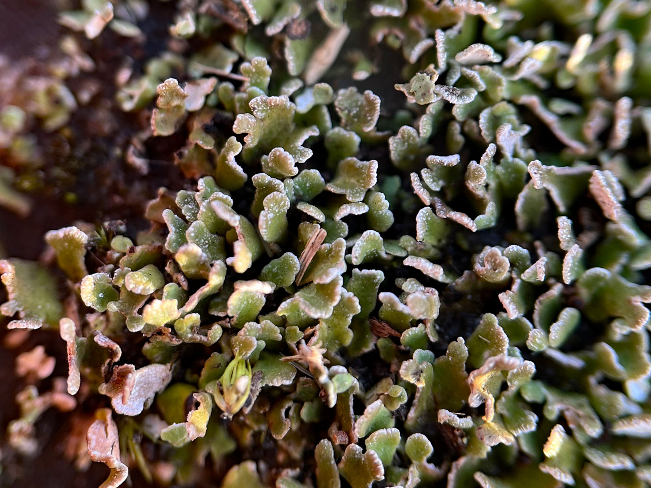 Cladonia firma, New Forest, pruina, White Moor, New Forest 