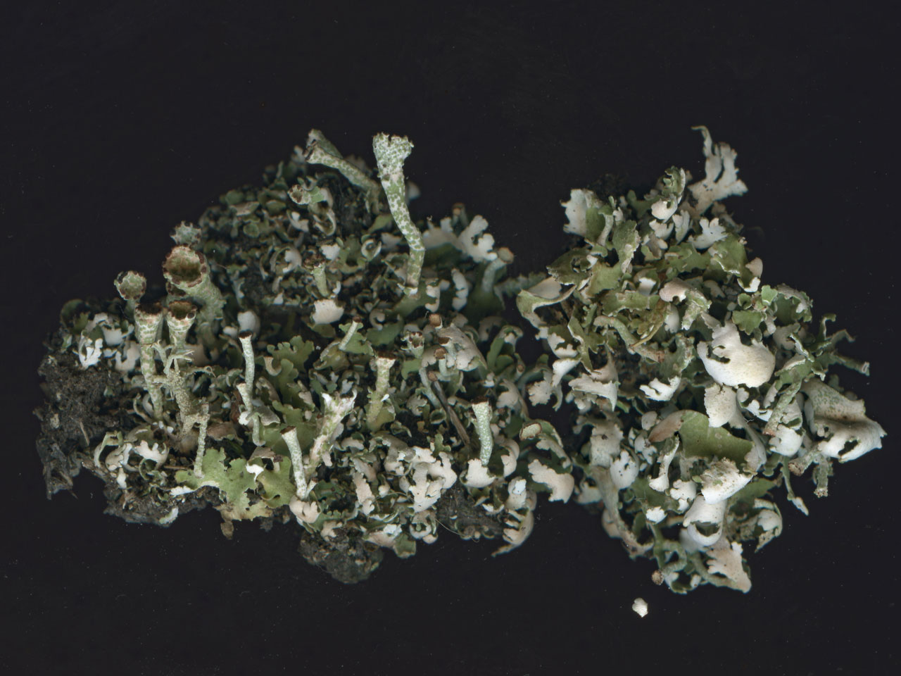 Cladonia foliacea, dry, New Forest