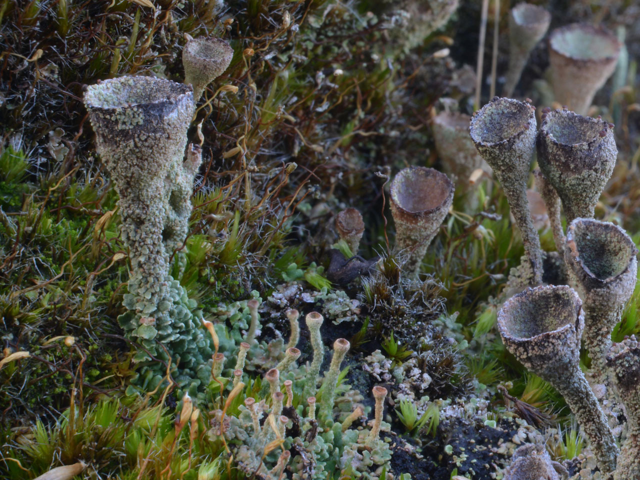 Cladonia merochlorophaea, Whitelee, Scotland