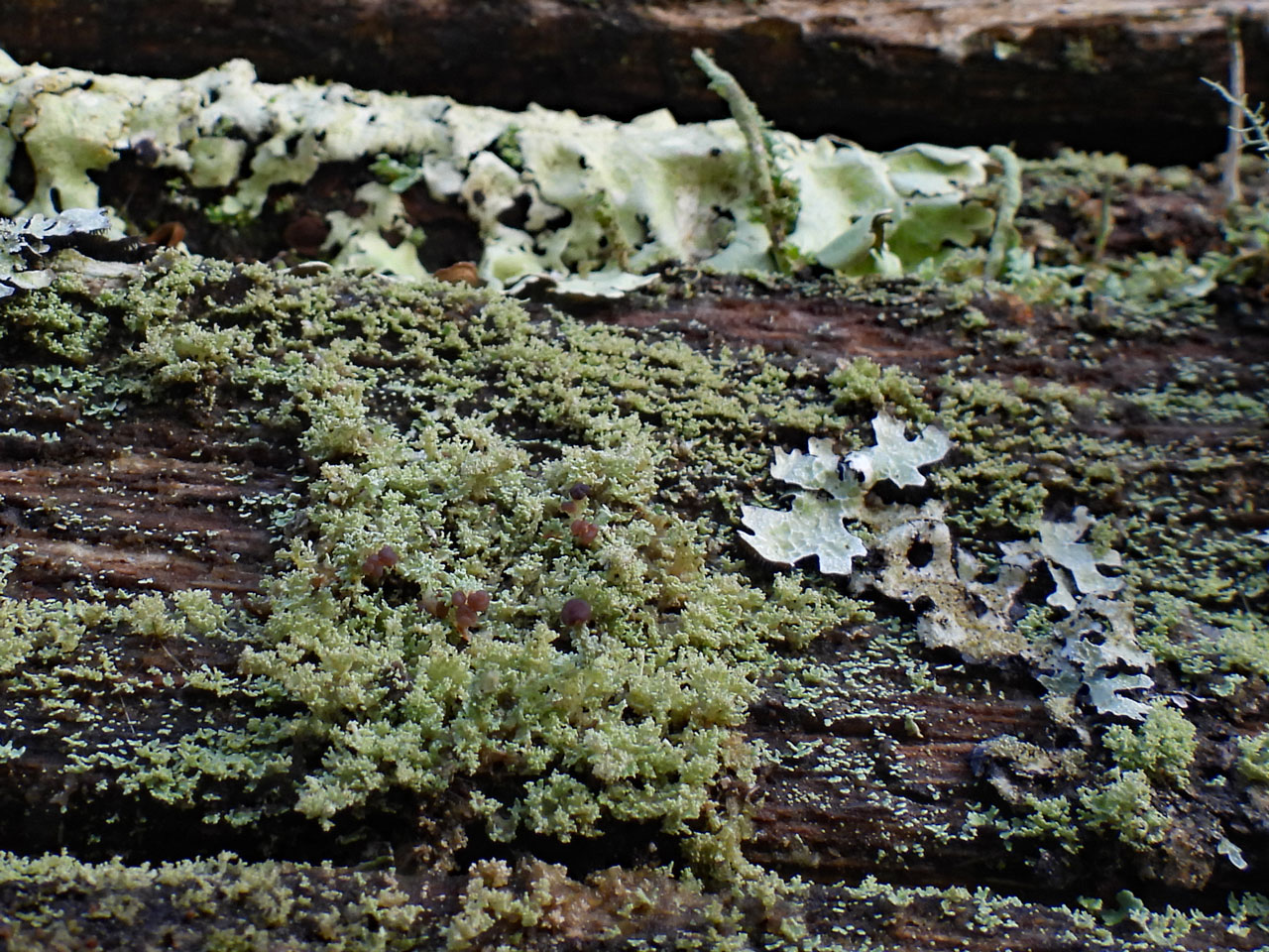 Cladonia parasitica, Mark Ash Wood, New Forest
