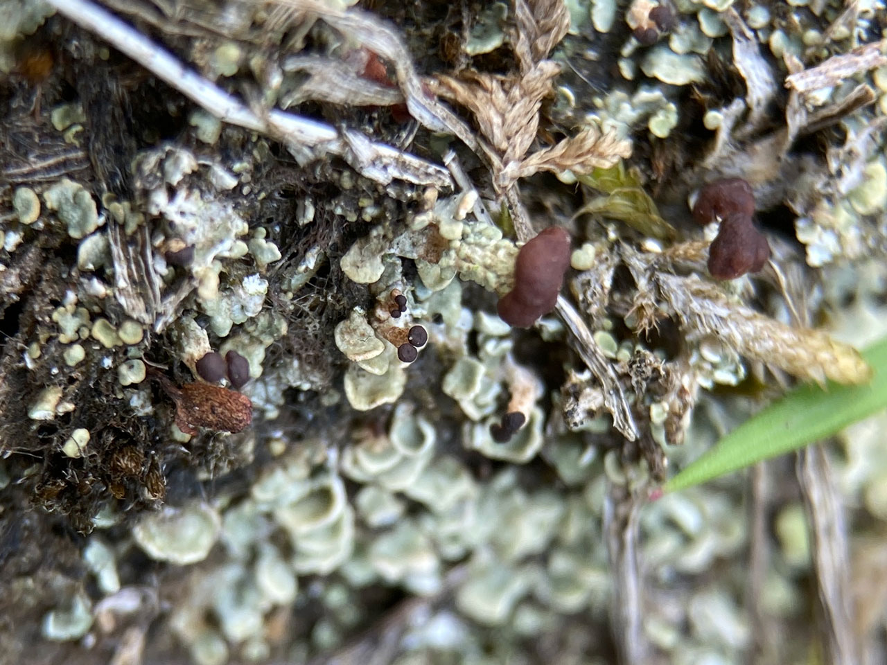 Cladonia peziziformis, dry thallus, Butchers Corner, Bramshaw, New Forest