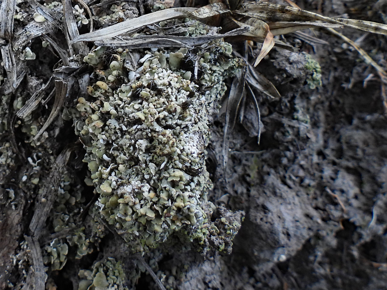 Cladonia peziziformis, dry thallus, Burley Beacon, New Forest