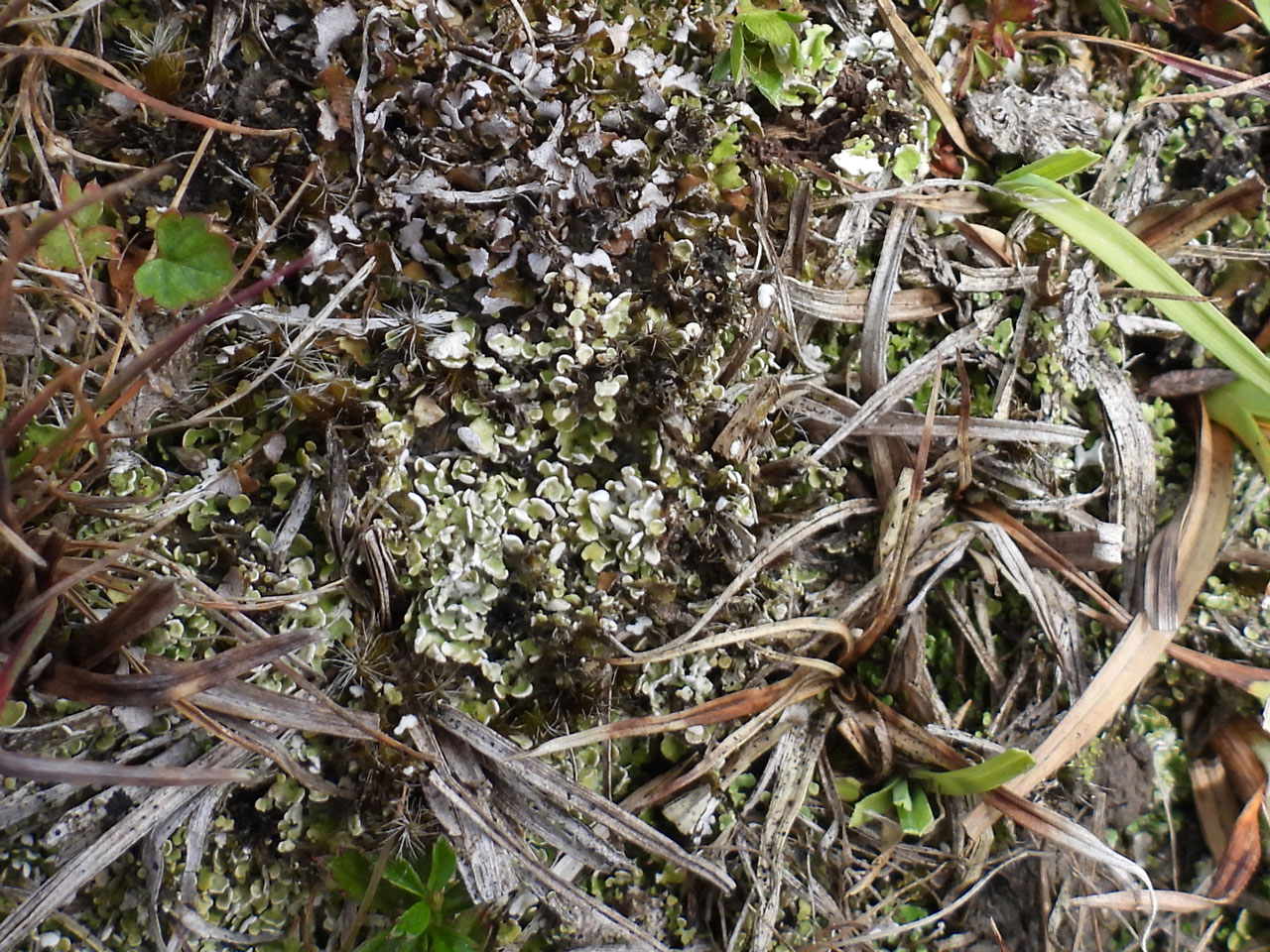 Cladonia callosa (top) & Cladonia peziziformis (below), Akercome Bottom, New Forest