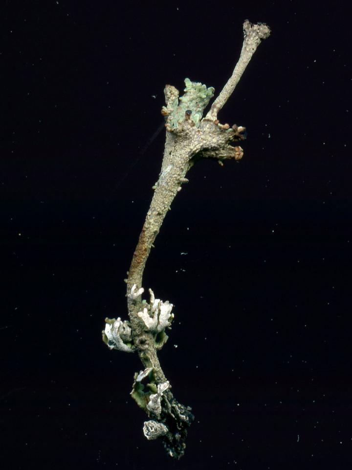 Cladonia phyllophora, Shaptor, Dartmoor