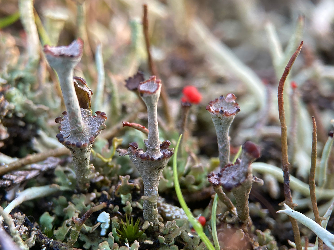 Cladonia pulvinata, podetia, Fritham Plain, New Forest