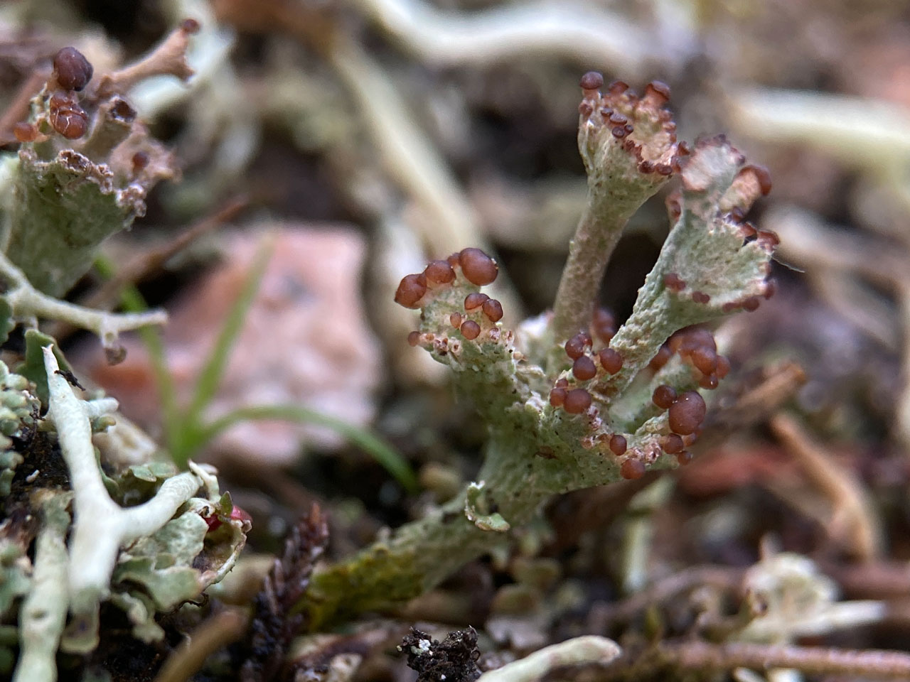 Cladonia pulvinata, apothecia on podetia, Fritham Plain, New Forest
