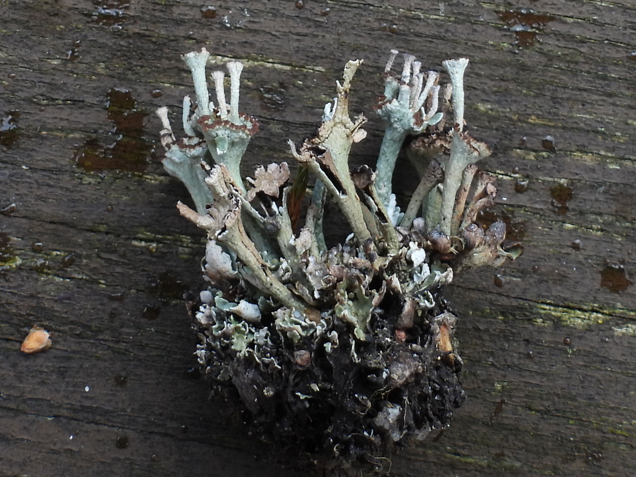 Cladonia pulvinata, mine waste, Nant-y-glo, Carmarthenshire