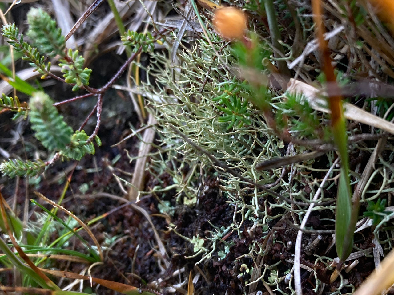 Cladonia stereoclada, Lizard, West Cornwall